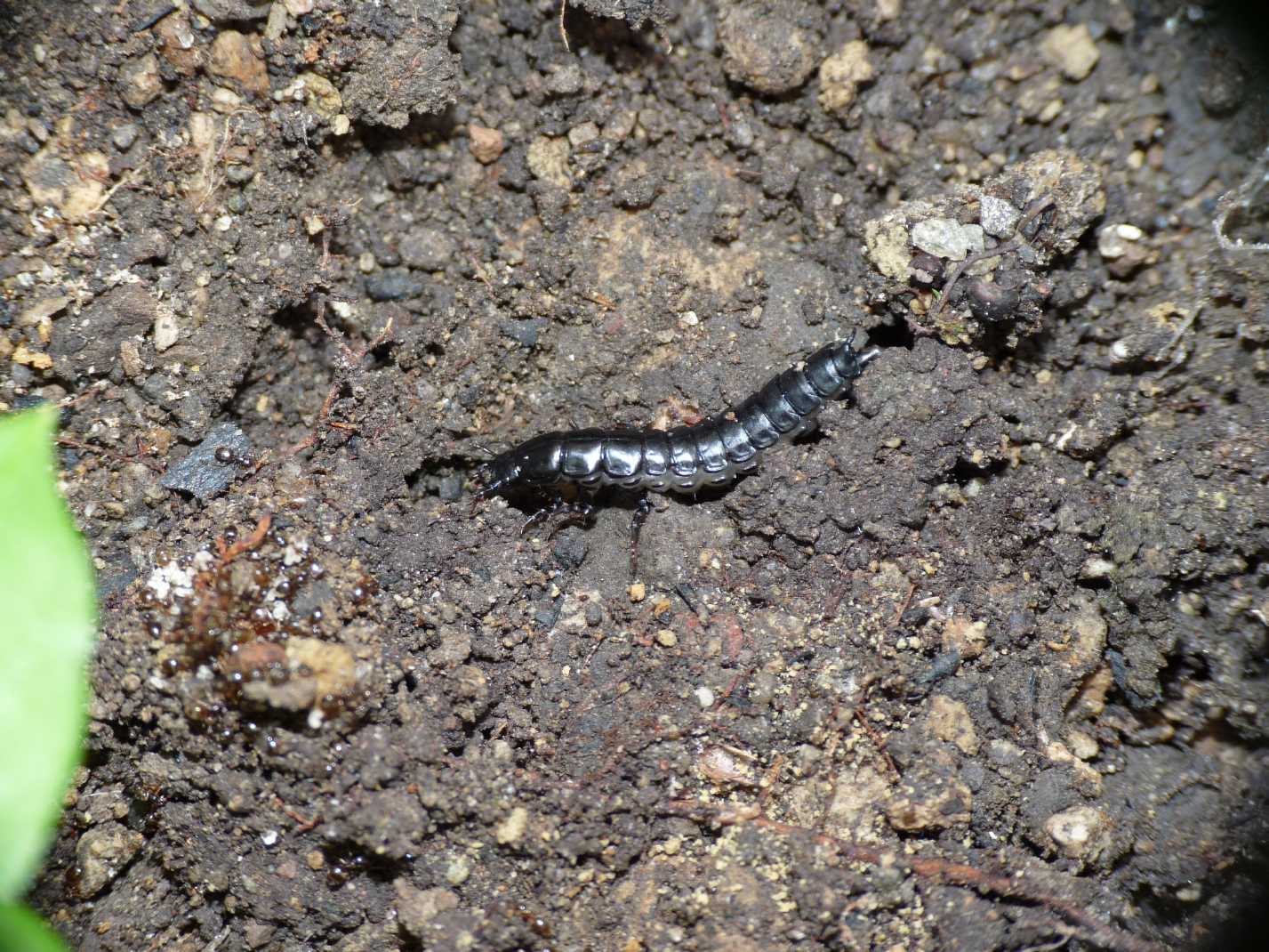 Larva di Carabus sp.